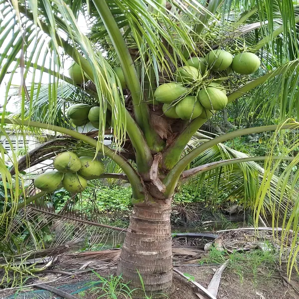 Kerala_Kalpasree_Coconut_Nariyal_Hybrid_Dwarf_Fruit_Plant_2_4