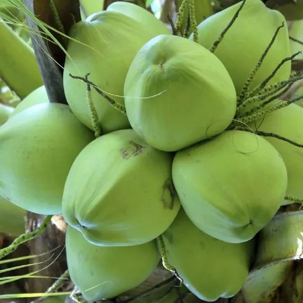 Kerala_Kalpasree_Coconut_Nariyal_Hybrid_Dwarf_Fruit_Plant_2_4