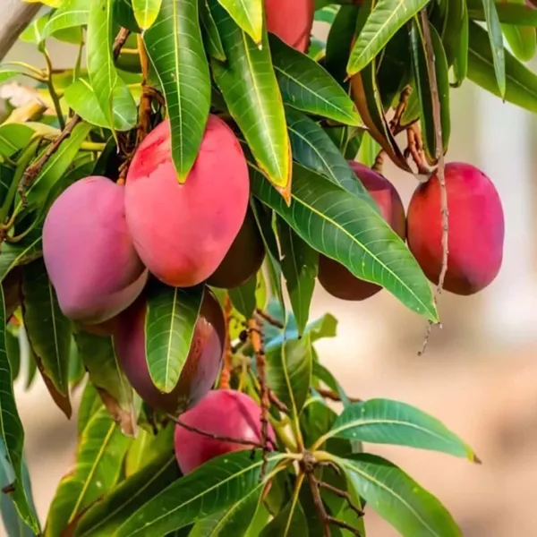 American_Red_Palmar_Mango_Aam_Grafted_Fruit_Plant
