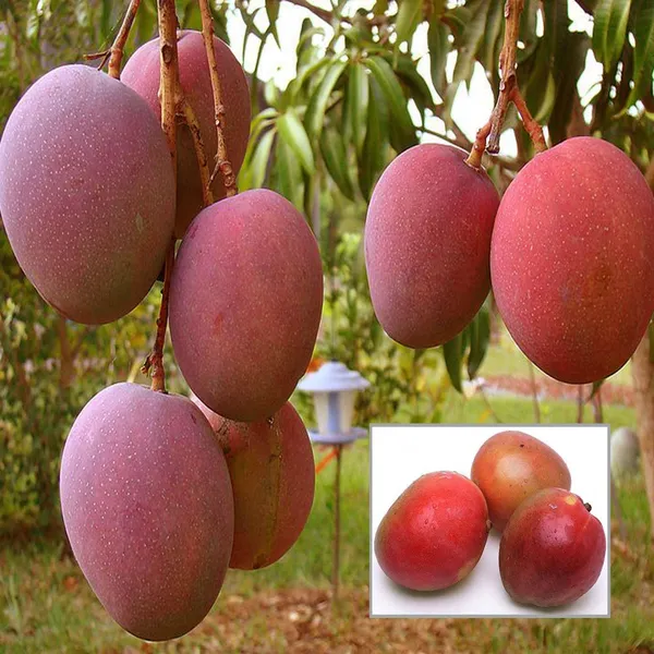 American_Red_Palmar_Mango_Aam_Grafted_Fruit_Plant