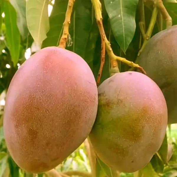 American_Red_Palmar_Mango_Aam_Grafted_Fruit_Plant