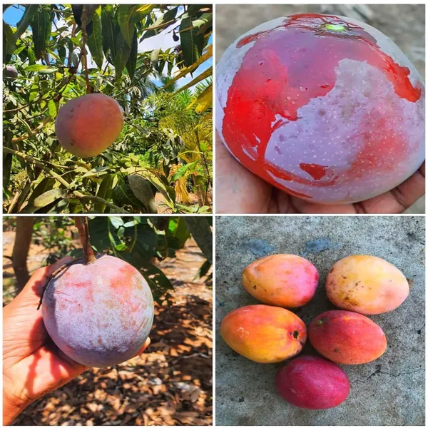 American_Red_Palmar_Mango_Aam_Grafted_Fruit_Plant