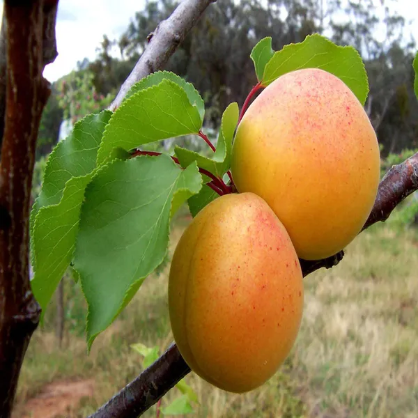 Apricot_Layering_Grafted_Fruit_Plant