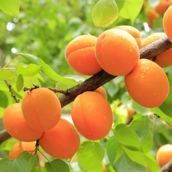 Apricot_Layering_Grafted_Fruit_Plant
