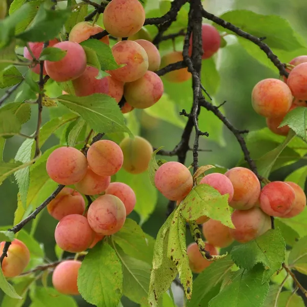 Apricot_Layering_Grafted_Fruit_Plant