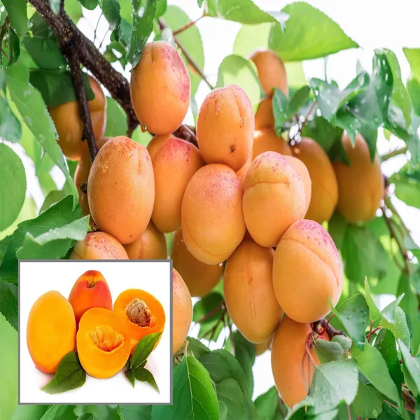 Apricot_Layering_Grafted_Fruit_Plant