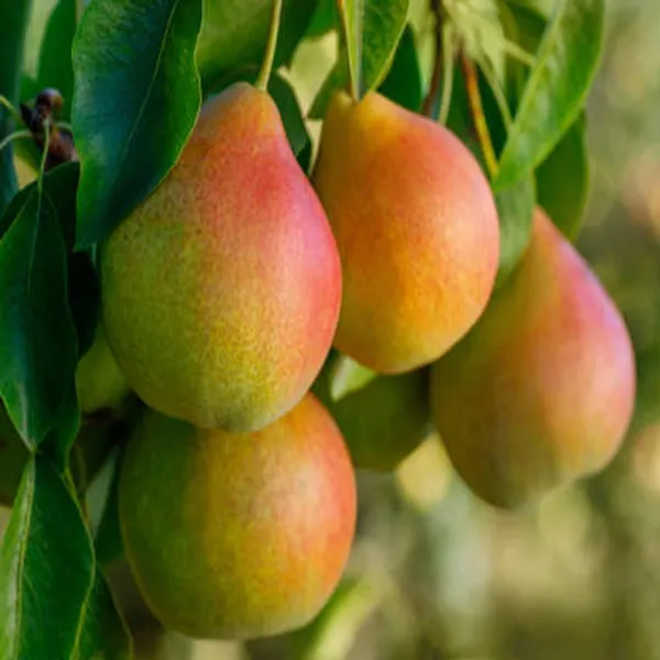 Pear_Pyrus_Communis_Nashpati_Layering_Grafted_Fruit_Plant
