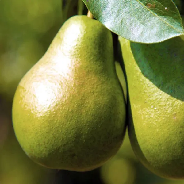 Pear_Pyrus_Communis_Nashpati_Layering_Grafted_Fruit_Plant