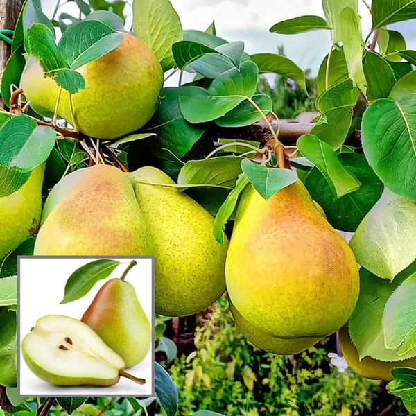 Pear_Pyrus_Communis_Nashpati_Layering_Grafted_Fruit_Plant