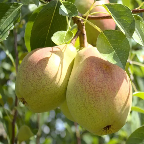Pear_Pyrus_Communis_Nashpati_Layering_Grafted_Fruit_Plant