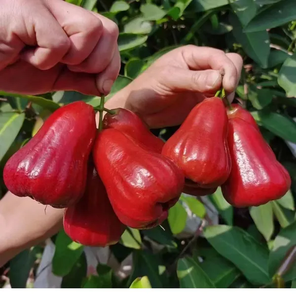 Red_Malay_Wax_Apple_Water_Apple_Java_Apple_Jamrul_Chamba_Layering_Grafted_Fruit_Plant
