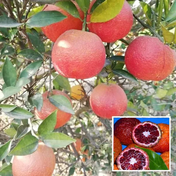 Red_Malta_Mosambi_Grafted_Fruit_Plant