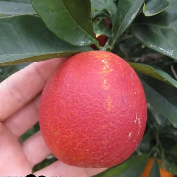 Red_Malta_Mosambi_Grafted_Fruit_Plant
