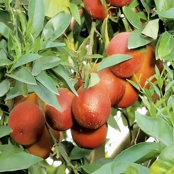 Red_Malta_Mosambi_Grafted_Fruit_Plant