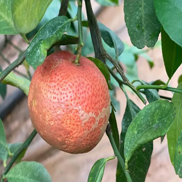 Red_Malta_Mosambi_Grafted_Fruit_Plant
