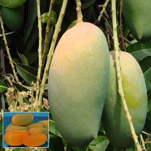 Gir_Kesar_Mango_Aam_Grafted_Fruit_Plant