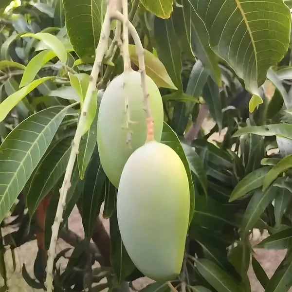 Gir_Kesar_Mango_Aam_Grafted_Fruit_Plant