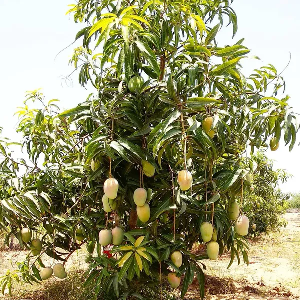 Gir_Kesar_Mango_Aam_Grafted_Fruit_Plant