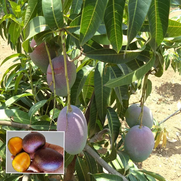 Pusa_Arunika_Mango_Aam_Grafted_Fruit_Plant