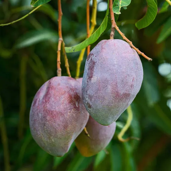 Pusa_Arunika_Mango_Aam_Grafted_Fruit_Plant