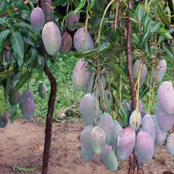 Pusa_Arunika_Mango_Aam_Grafted_Fruit_Plant