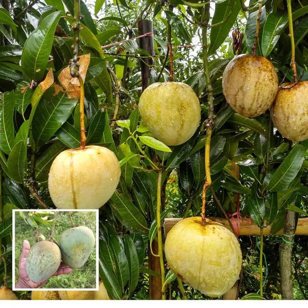Bangladesh_Bari_4_Mango_Aam_Grafted_Fruit_Plant