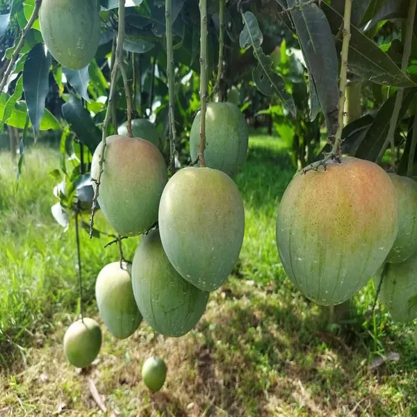 Bangladesh_Bari_4_Mango_Aam_Grafted_Fruit_Plant