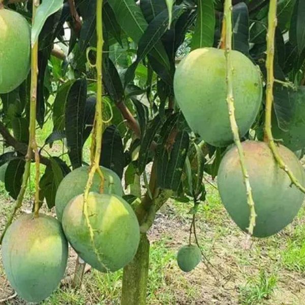 Bangladesh_Bari_4_Mango_Aam_Grafted_Fruit_Plant