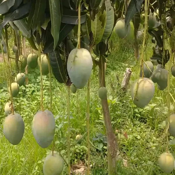 Bangladesh_Bari_4_Mango_Aam_Grafted_Fruit_Plant