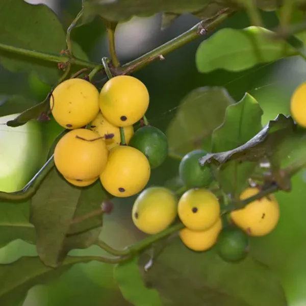 Barabba_Cherry_Mangosteen_Fruit_Plant