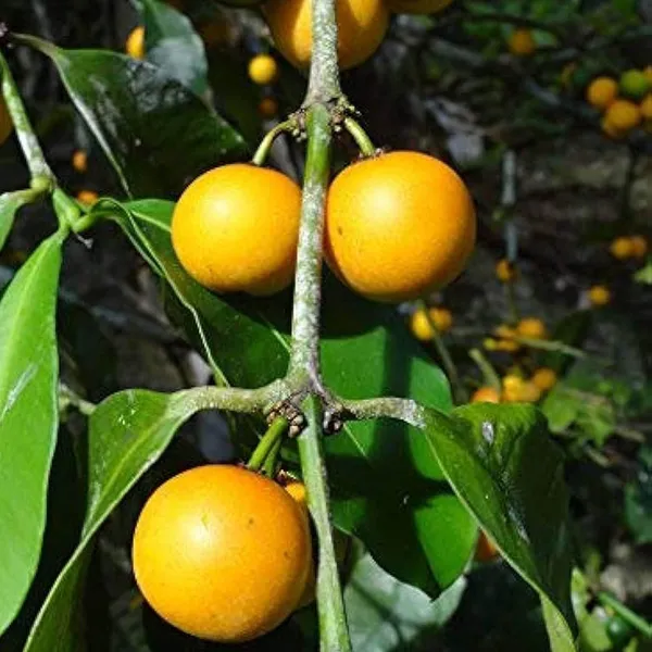 Barabba_Cherry_Mangosteen_Fruit_Plant