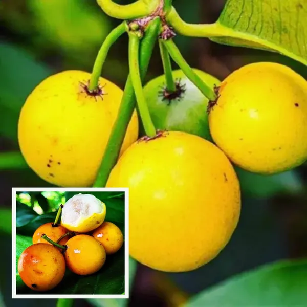 Barabba_Cherry_Mangosteen_Fruit_Plant