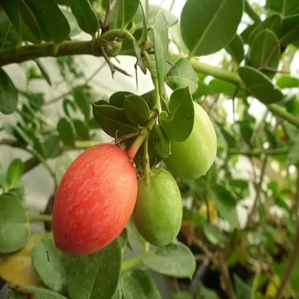 Thai_Sweet_Karonda_Carissa_Carandas_Cherry_Cherries_Layering_Grafted_Fruit_Plant