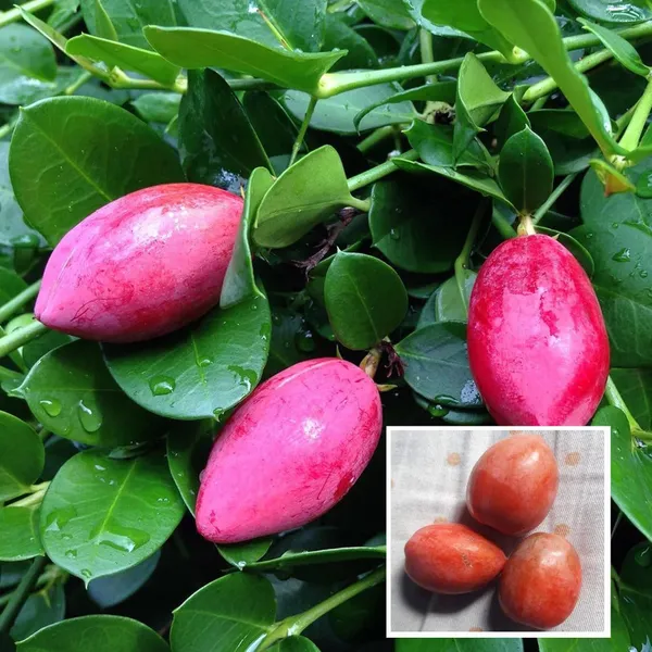 Thai_Sweet_Karonda_Carissa_Carandas_Cherry_Cherries_Layering_Grafted_Fruit_Plant