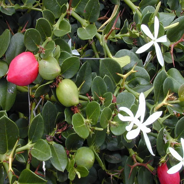 Thai_Sweet_Karonda_Carissa_Carandas_Cherry_Cherries_Layering_Grafted_Fruit_Plant