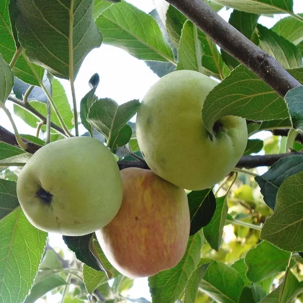 Hariman_99_Low_Chill_Tropical_Apple_Seb_Grafted_Fruit_Plant