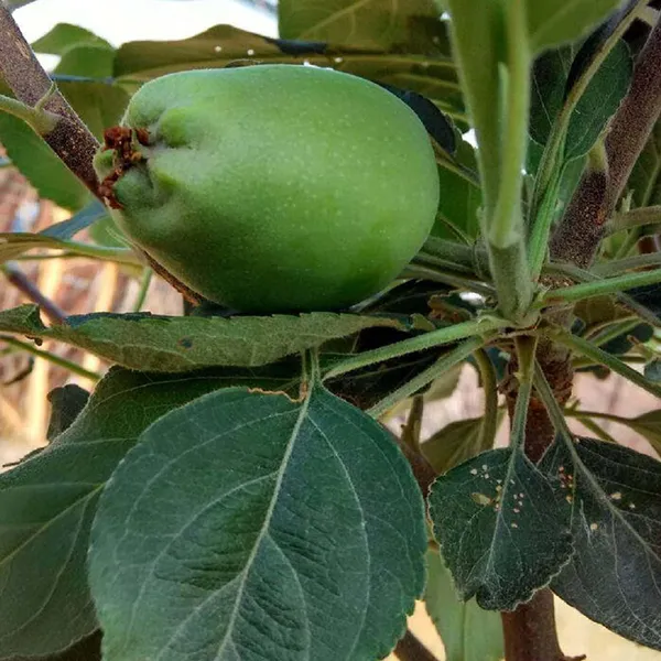Hariman_99_Low_Chill_Tropical_Apple_Seb_Grafted_Fruit_Plant