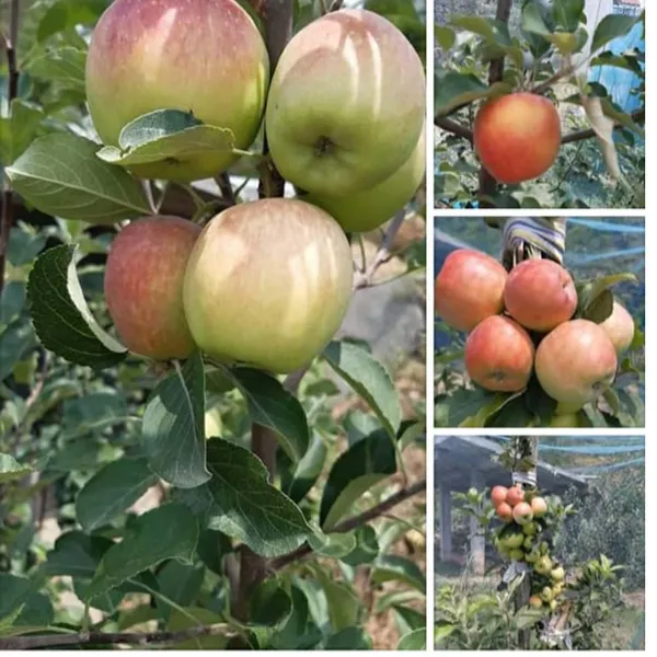 Hariman_99_Low_Chill_Tropical_Apple_Seb_Grafted_Fruit_Plant
