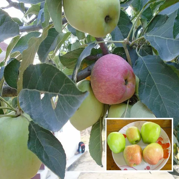 Hariman_99_Low_Chill_Tropical_Apple_Seb_Grafted_Fruit_Plant