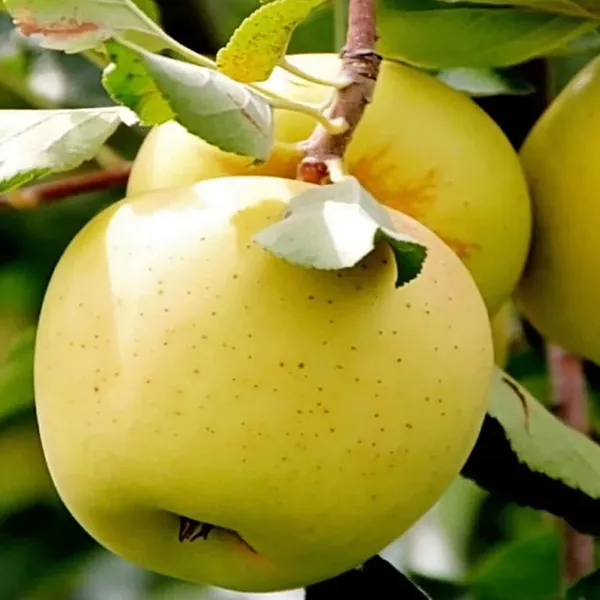 Dorsett_Goldenlow_Chill_Tropical_Apple_Seb_Grafted_Fruit_Plant
