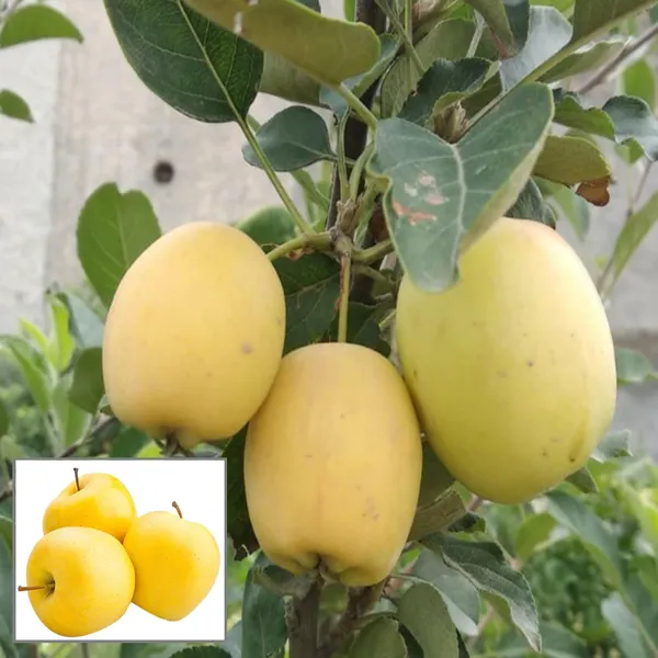 Dorsett_Goldenlow_Chill_Tropical_Apple_Seb_Grafted_Fruit_Plant
