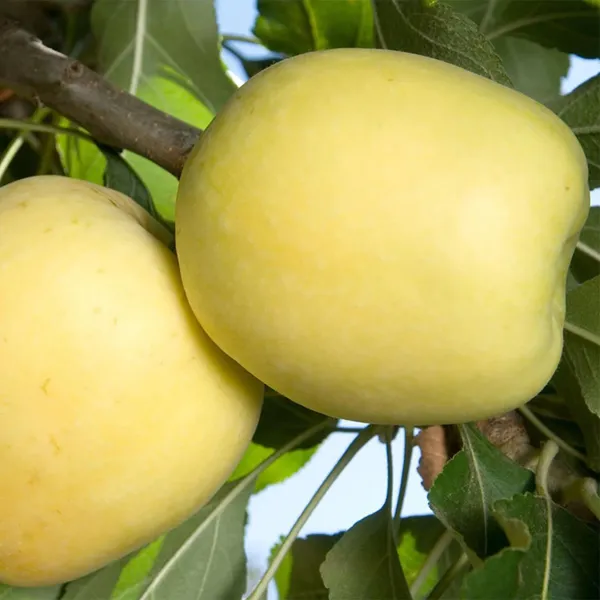 Dorsett_Goldenlow_Chill_Tropical_Apple_Seb_Grafted_Fruit_Plant