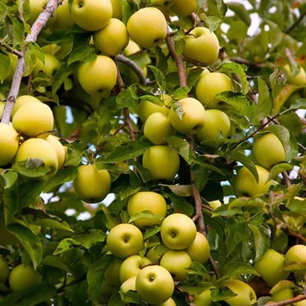 Dorsett_Goldenlow_Chill_Tropical_Apple_Seb_Grafted_Fruit_Plant