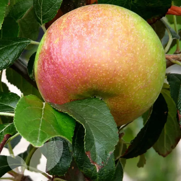 Tropic_Sweet_Low_Chill_Tropical_Apple_Seb_Grafted_Fruit_Plant