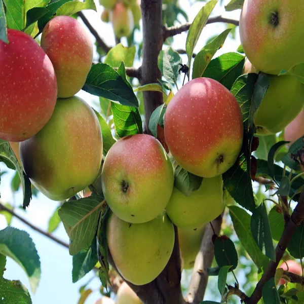 Tropic_Sweet_Low_Chill_Tropical_Apple_Seb_Grafted_Fruit_Plant