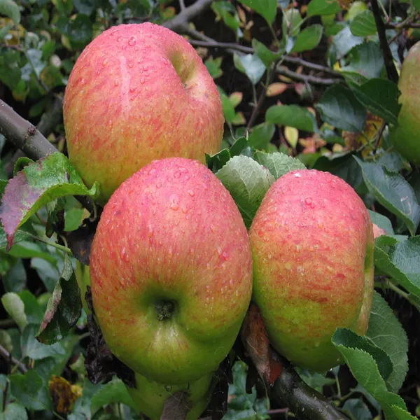 Tropic_Sweet_Low_Chill_Tropical_Apple_Seb_Grafted_Fruit_Plant