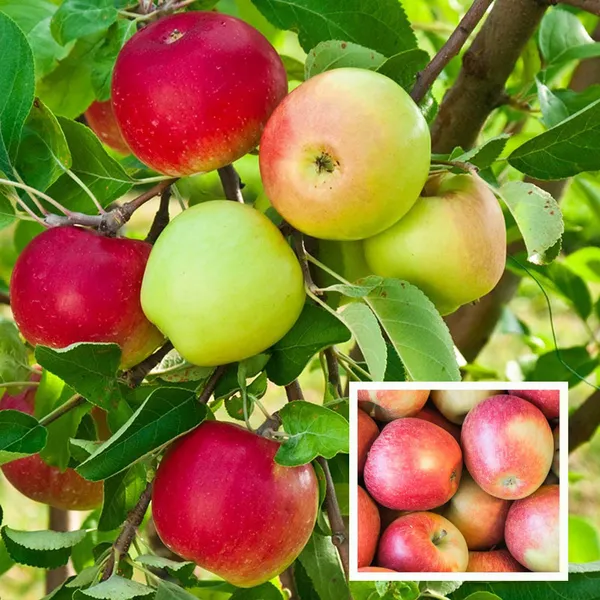 Tropic_Sweet_Low_Chill_Tropical_Apple_Seb_Grafted_Fruit_Plant