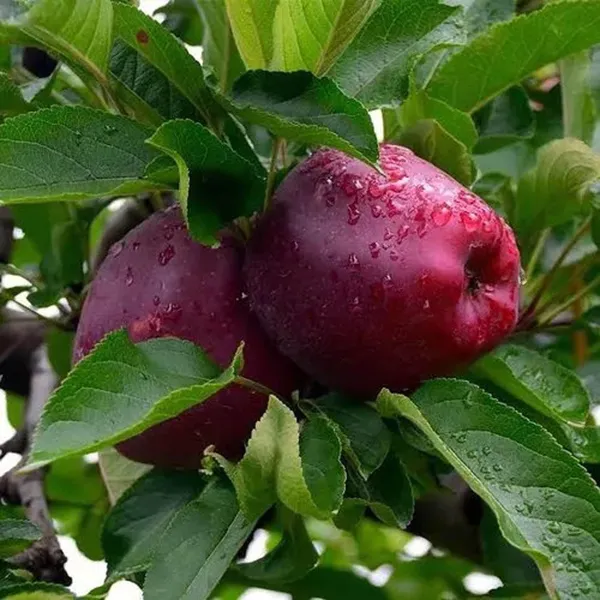 Michael_Low_Chill_Tropical_Apple_Seb_Grafted_Fruit_Plant