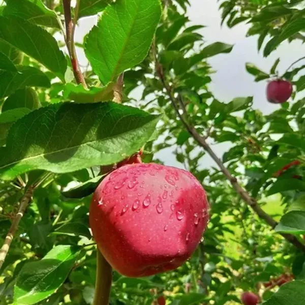 Michael_Low_Chill_Tropical_Apple_Seb_Grafted_Fruit_Plant