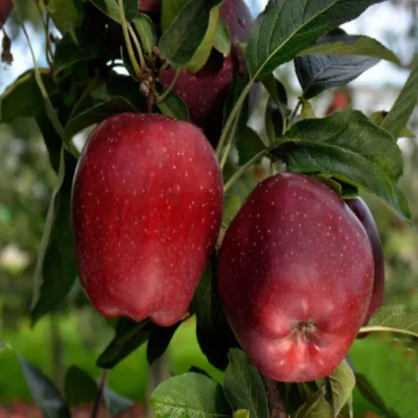 Michael_Low_Chill_Tropical_Apple_Seb_Grafted_Fruit_Plant